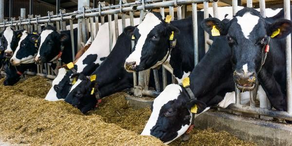 Cows at the farm